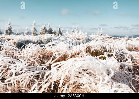 Close-up Gras im Raureif. Raureif auf der Wiese in den Bergen. Stockfoto