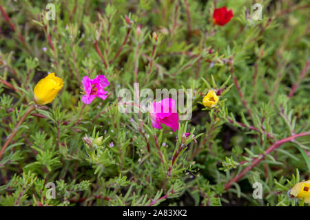 Portulak Blume wachsen im Sommergarten. Portulak Blumen Blüten, die in den Tropen mit flammenden Sonnenlicht gedeihen kann. Haben eine Vielzahl von Farben l Stockfoto