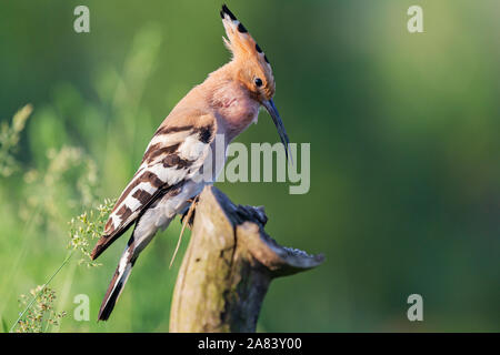 Feder Wiedehopf singt ein Lied sitzen auf einem Baumstumpf Stockfoto