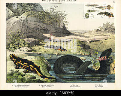 In der Nähe der Östlichen Feuersalamander, Salamandra infraimmaculata, Southern crested Newt b, Triturus karelinii, olm oder Proteus c, Proteus anguinus, und größere Sirene d, Siren lacertina. Chromolithograph aus natürlichen Gotthilf Heinrich von Schubert's Geschichte (Naturgeschichte), Schreiber, München, 1886. Stockfoto