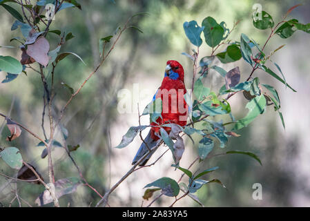Crimson Rosella, Platycercus elegans, auf einem Zweig der Baumstruktur Stockfoto
