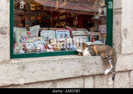 Schlafende Katze in der Fensterbank vor einem Schaufenster mit Souvenirs in Kotor, Montenegro Stockfoto