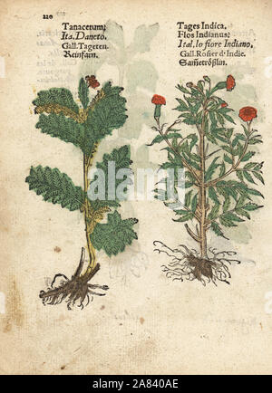 Mutterkraut, Tanacetum parthenium und Mexikanische Ringelblume, Tagetes erecta. Papierkörbe Holzschnitt Gravur einer botanischen Abbildung von Adam Lonicer Krauterbuch's, oder Pflanzliche, Frankfurt, 1557. Dieses von einem 17. Jahrhundert pirate Edition oder Atlas von Abbildungen nur mit Untertiteln in Latein, Griechisch, Französisch, Italienisch, Deutsch und Englisch Manuskript. Stockfoto