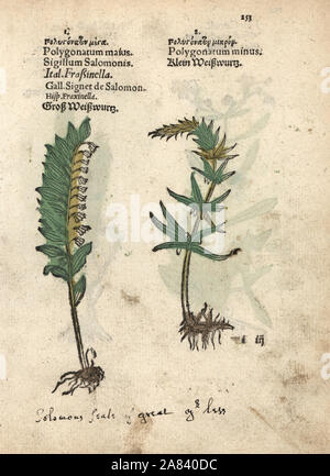 Salomos Siegel, Bell multiflorum und weniger Salomos Siegel, Bell Humile. Papierkörbe Holzschnitt Gravur einer botanischen Abbildung von Adam Lonicer Krauterbuch's, oder Pflanzliche, Frankfurt, 1557. Dieses von einem 17. Jahrhundert pirate Edition oder Atlas von Abbildungen nur mit Untertiteln in Latein, Griechisch, Französisch, Italienisch, Deutsch und Englisch Manuskript. Stockfoto