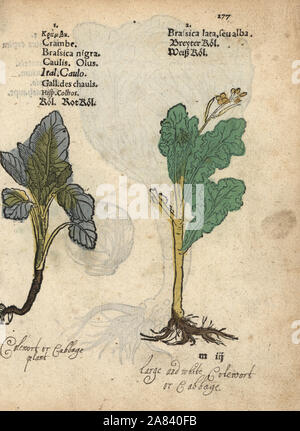 Rotkohl, Brassica oleracea convar. capitata var. rubra, und Weißkohl, Brassica oleracea convar. capitata var. Alba. Papierkörbe Holzschnitt Gravur einer botanischen Abbildung von Adam Lonicer Krauterbuch's, oder Pflanzliche, Frankfurt, 1557. Dieses von einem 17. Jahrhundert pirate Edition oder Atlas von Abbildungen nur mit Untertiteln in Latein, Griechisch, Französisch, Italienisch, Deutsch und Englisch Manuskript. Stockfoto