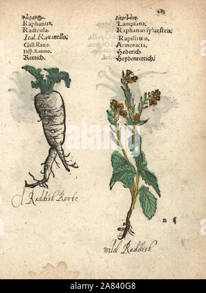 Rettich, Raphanus raphanistrum Subspezies. sativus, und Hederich, Raphanus raphanistrum. Papierkörbe Holzschnitt Gravur einer botanischen Abbildung von Adam Lonicer Krauterbuch's, oder Pflanzliche, Frankfurt, 1557. Dieses von einem 17. Jahrhundert pirate Edition oder Atlas von Abbildungen nur mit Untertiteln in Latein, Griechisch, Französisch, Italienisch, Deutsch und Englisch Manuskript. Stockfoto