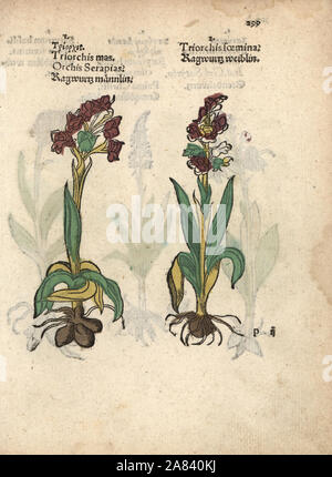 Grün - orchid Winged, Orchis morio. Papierkörbe Holzschnitt Gravur einer botanischen Abbildung von Adam Lonicer Krauterbuch's, oder Pflanzliche, Frankfurt, 1557. Dieses von einem 17. Jahrhundert pirate Edition oder Atlas von Abbildungen nur mit Untertiteln in Latein, Griechisch, Französisch, Italienisch, Deutsch und Englisch Manuskript. Stockfoto