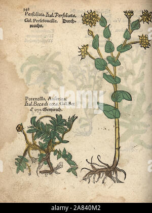 Silverweed, Potentilla anserina, und Hare's ear, Bupleurum Rotundifolium. Papierkörbe Holzschnitt Gravur einer botanischen Abbildung von Adam Lonicer Krauterbuch's, oder Pflanzliche, Frankfurt, 1557. Dieses von einem 17. Jahrhundert pirate Edition oder Atlas von Abbildungen nur mit Untertiteln in Latein, Griechisch, Französisch, Italienisch, Deutsch und Englisch Manuskript. Stockfoto