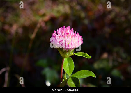 Einsame kleine rosa Blume im Herbst mit verschwommenen Hintergrund Stockfoto