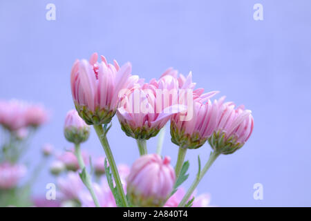 Einsame kleine rosa Blume im Herbst mit verschwommenen Hintergrund Stockfoto