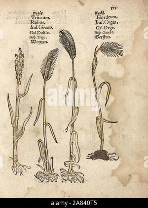 Weizen, Triticum ästivum, Gerste, Hordeum vulgare. Papierkörbe Holzschnitt Gravur einer botanischen Abbildung von Adam Lonicer Krauterbuch's, oder Pflanzliche, Frankfurt, 1557. Dieses von einem 17. Jahrhundert pirate Edition oder Atlas von Abbildungen nur mit Untertiteln in Latein, Griechisch, Französisch, Italienisch, Deutsch und Englisch Manuskript. Stockfoto