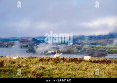 Schafe weiden in den Hügeln über Afon Dwyryd Flussmündung mit niedrigen Cloud auf die Berge des nördlichen Snowdonia darüber hinaus. Eisingrug Harlech Gwynedd Wales UK Stockfoto