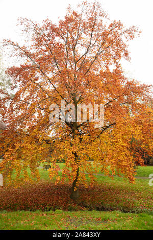 Kleine Buche mit gelben Blatt Herbst Farbe in einem Park in Mill Hill gesehen, nördlich von London. Stockfoto
