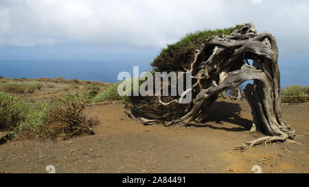 Sabina Baum (Juniperus turbinata canariensis) durch den Wind gedreht. La Dehesa. Frontera ländliche Park. El Hierro. Kanarischen Inseln. Spanien. Natur Konzept Stockfoto