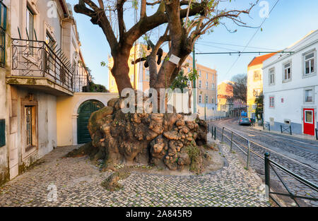 Alten, großen Baum in der Nähe von Miradouro de Santa Luzia in Lissabon Stockfoto