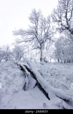 Wald im Winter mit Nebel und Schnee Landschaft Stockfoto