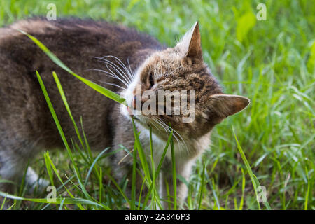 Feral tabby Katze essen Gras Stockfoto