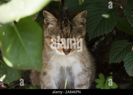 Feral tabby Katze und in Büschen Stockfoto