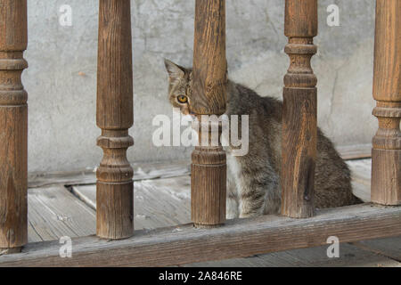 Feral tabby Katze versteckt sich hinter Holzzaun Stockfoto