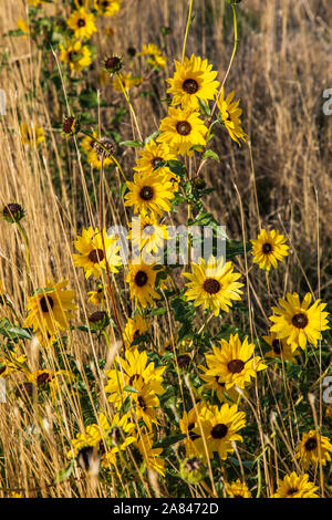 Dies ist ein schönes Beispiel für eine gemeinsame Anlage Sonnenblume (Helianthus annuus) in einem Feld in der nördlichen Ende von Layton, Utah, USA. Stockfoto