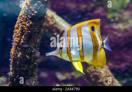 Copperband butterfly Fisch, tropischen und bunte Fische specie vom Pazifischen Ozean Stockfoto