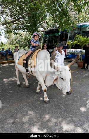 Ein junges Kind Reiten Sattel bis Ochsen bei der Tourist Outlook View im Los Jazmines - Mirador im Valle de Vinales, einem UNESCO-Kulturlandschaft Stockfoto