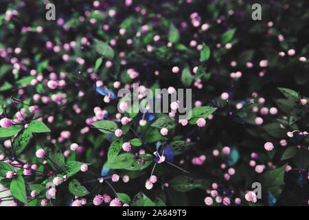 Ansicht von oben Portrait von tropischen Pflanzen zur Sommerzeit Stockfoto