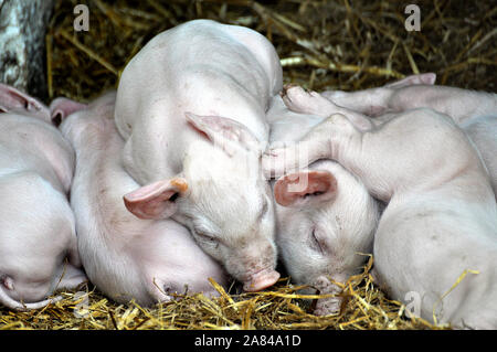 Ein Wurf sehr niedlichen Baby Ferkel schlafen Heu auf der jeweils anderen Versuchen, drängten sich warm zu halten - Wales UK Farm Stockfoto