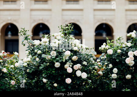 Jardin du Palais Royal, Paris, Frankreich Stockfoto