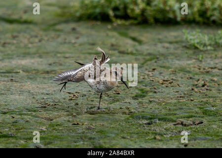 Alpenstrandläufer Calidris alpina Stockfoto