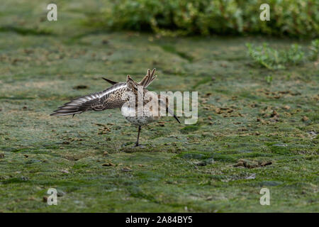 Alpenstrandläufer Calidris alpina Stockfoto