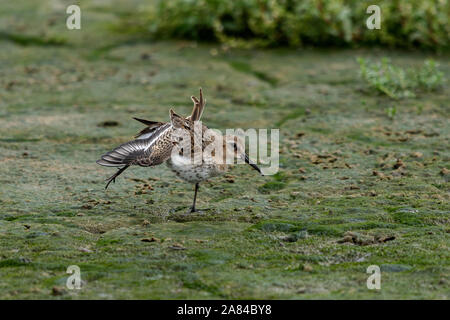 Alpenstrandläufer Calidris alpina Stockfoto