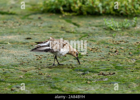 Alpenstrandläufer Calidris alpina Stockfoto