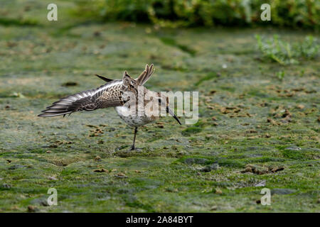 Alpenstrandläufer Calidris alpina Stockfoto