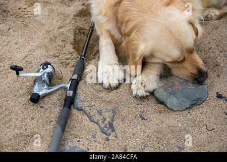 Ein Golden Retriever Hund liegend neben einer Angelrute und Haspel an einem Sandstrand. Stockfoto