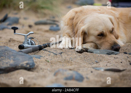 Ein Golden Retriever Hund liegend neben einer Angelrute und Haspel an einem Sandstrand. Stockfoto