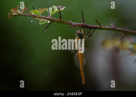 Männlich behaarte Dragonfly Ruhestätte auf die Vegetation Stockfoto