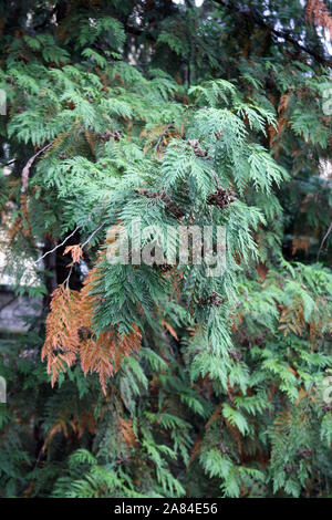 Plants and flowers by the end of summer,Zagreb Stockfoto