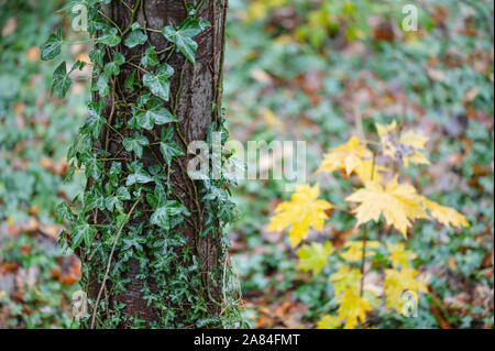 Baumstamm mit Efeu wächst, gelben Blätter im Herbst im Hintergrund. Stockfoto