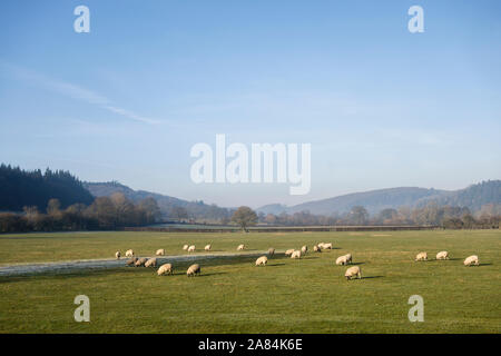 Eine Herde Schafe in einem Feld an einem schönen Wintertag in der Nähe der kleinen walisischen Stadt des Presteigne, Powys, UK. Stockfoto