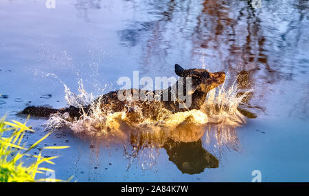 Hund Spaß in einem Fluss Stockfoto