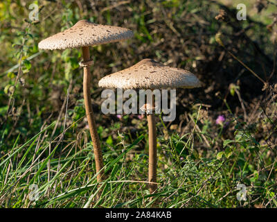 Zwei große essbare Sonnenschirm Pilz (Macrolepiota procera) auf einer Wiese im Wald Mitte Herbst gewachsen Stockfoto
