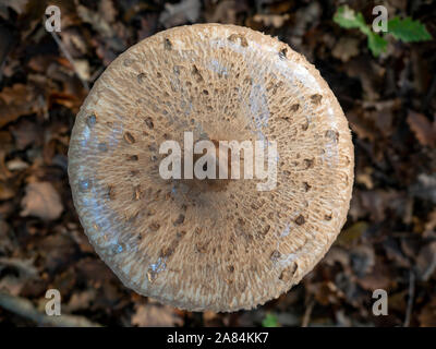 Großen Sonnenschirm Pilzscheibe (Macrolepiota procera) Gesehen von oben in den Wäldern Mitte Herbst gewachsen Stockfoto