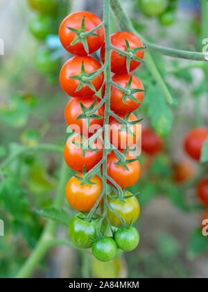 Tomate mit einem Bündel von kleinen roten Früchte von Pachino, Sizilien, Italien Stockfoto