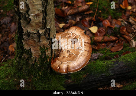 Fomitopsis Piptoporus betulinus betulina - vorher, bekannt als der Birch polypore Stockfoto