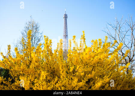 Eiffelturm mit gelben Blumen im Frühling, Paris Stockfoto