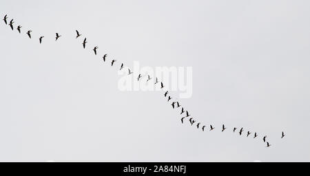 Potsdam, Deutschland. 05 Nov, 2019. Gänse fliegen in Formation in den grauen Herbst Himmel. Credit: Soeren Stache/dpa-Zentralbild/ZB/dpa/Alamy leben Nachrichten Stockfoto