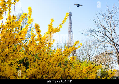 Eiffelturm mit gelben Blumen im Frühling, Paris Stockfoto