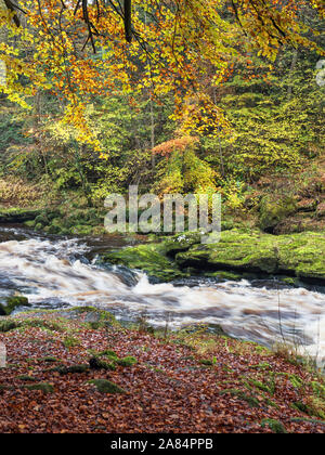 Die River Wharfe fließt schnell durch die Strid Strid Holz Bolton Abbey in Yorkshire Dales England Stockfoto