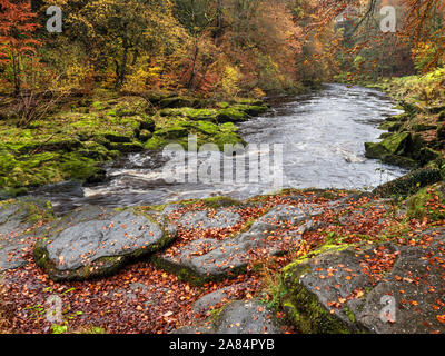 Der Fluss fließt durch Strid Wharfe Holz knapp unterhalb der Strid im Herbst Bolton Abbey Yorkshire Dales England Stockfoto